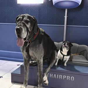 A large gray Great Dane and a small black-and-white dog sit on a blue bench in a pet grooming salon. The Great Dane is panting, and the smaller dog is looking up. A blue Maytag pet dryer is on the wall behind them.