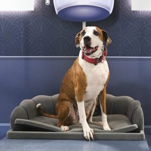 A brown and white dog with a red collar sits on a gray couch under a Maytag pet dryer in a grooming area. “#PETHAIRPRO” is written on the front of the bench.