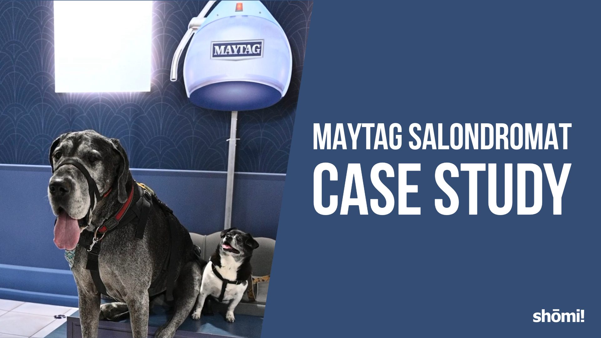 Two dogs sit under a blue Maytag hair dryer in a stylish salon. Text on the right reads: Maytag Salondromat Case Study, showcasing an innovative Maytag Case Study, with the shomi! logo at the bottom.