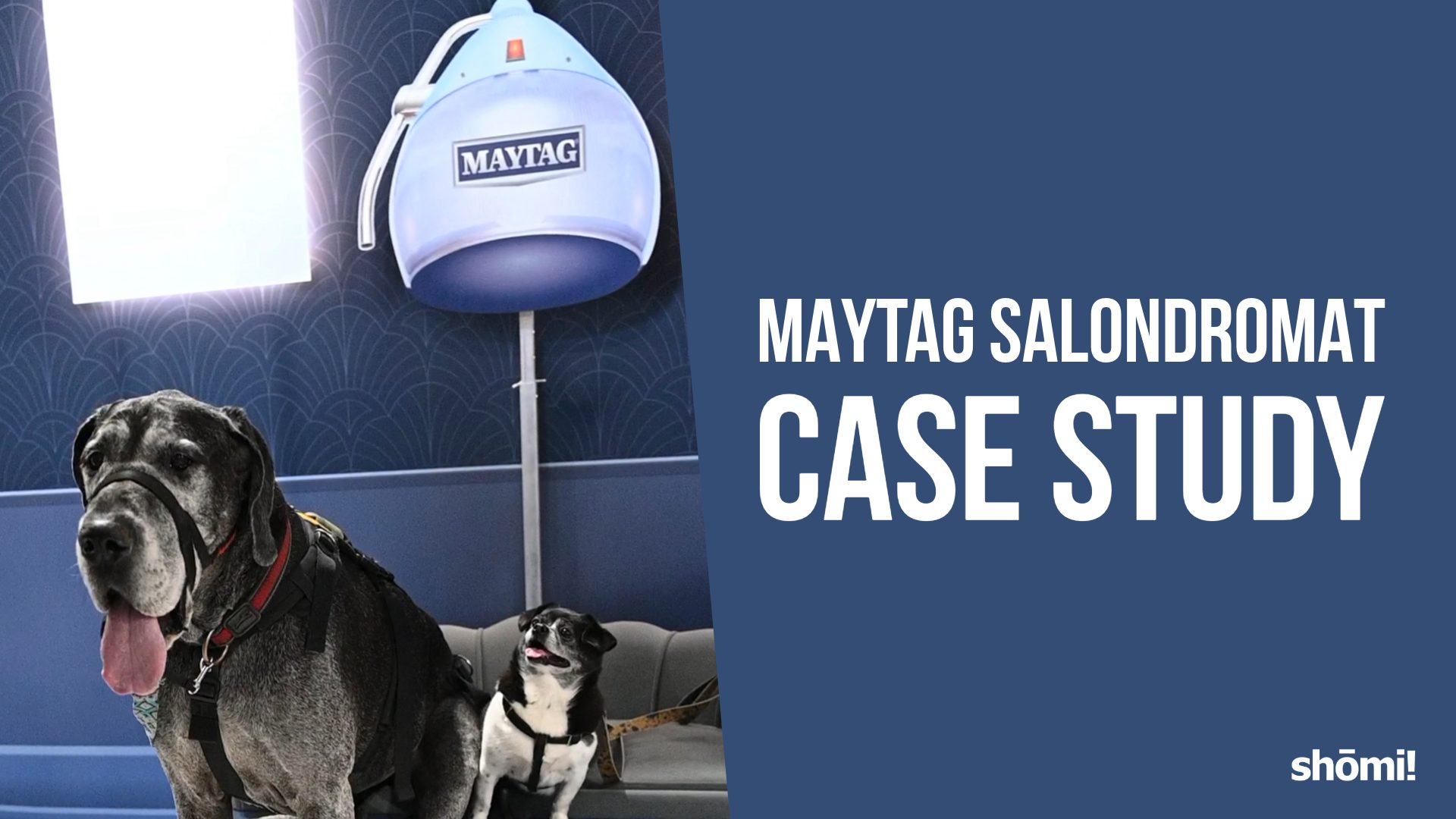 Two dogs sit on a bench under a vintage hair dryer in a salon. Text reads “Maytag Salondromat Case Study” on a blue background, highlighting the Maytag Case Study with the shomi! logo in the bottom right corner.