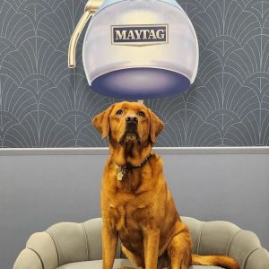 A brown dog sits on a gray couch beneath a large, dome-shaped object labeled Maytag against a blue patterned wall.